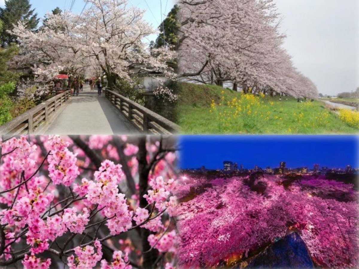 『福岡県民１万人に聞いた！思い出の“桜”総選挙』ランキングトップ10を発表！