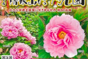 みやま市「清水山ぼたん園2026」九州最大級 約80種の牡丹と大藤で春爛漫