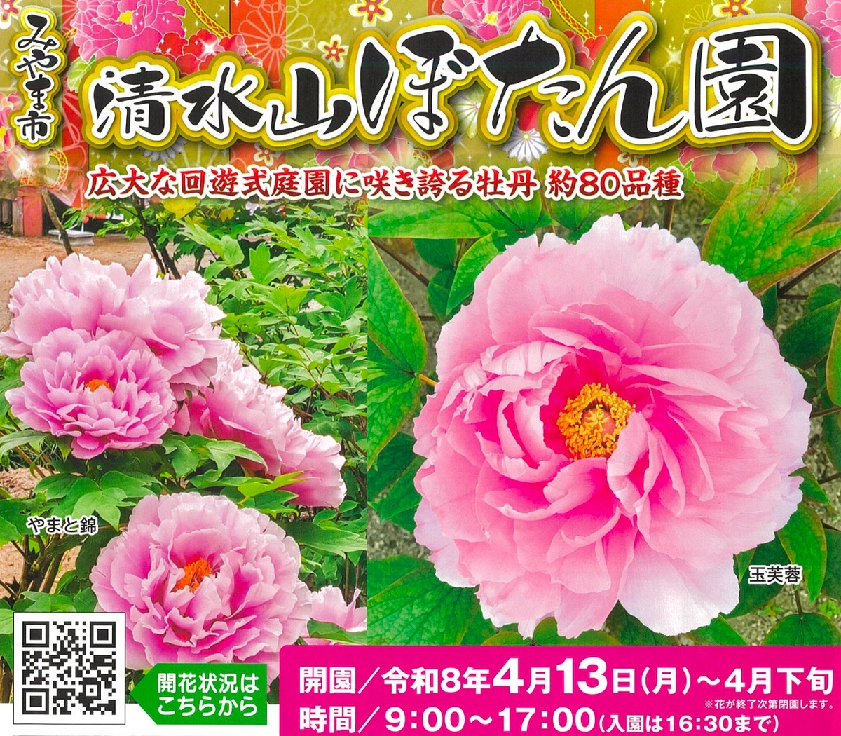 みやま市「清水山ぼたん園2026」九州最大級 約80種の牡丹と大藤で春爛漫