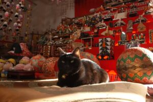 久留米市など筑後地区を放送！NHK『岩合光昭の世界ネコ歩き』