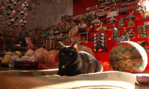 久留米市など筑後地区を放送！NHK『岩合光昭の世界ネコ歩き』