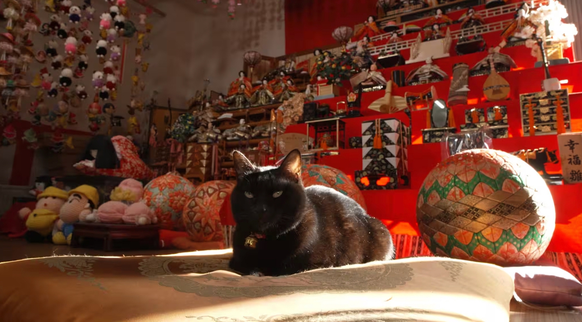 久留米市など筑後地区を放送！NHK『岩合光昭の世界ネコ歩き』