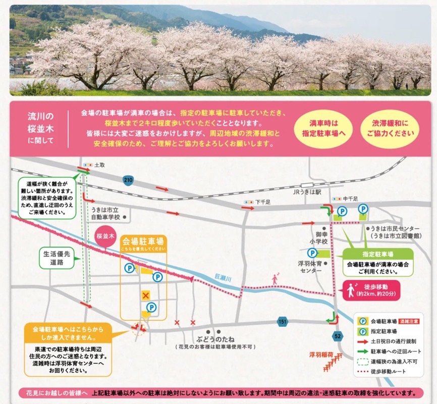 流川の桜並木 駐車場