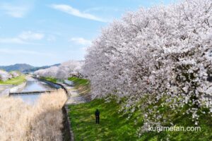 「うきは市 桜スポット2026」約2km 流川の桜並木や身延桜 大しだれ桜
