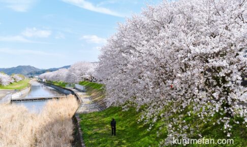 「うきは市 桜スポット2026」約2km 流川の桜並木や身延桜 大しだれ桜