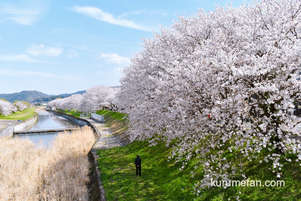 「うきは市 桜スポット2026」約2km 流川の桜並木や身延桜 大しだれ桜
