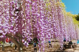 小郡市「大中臣神社の将軍藤」提灯が飾られ夜はライトアップも!樹齢660年の藤