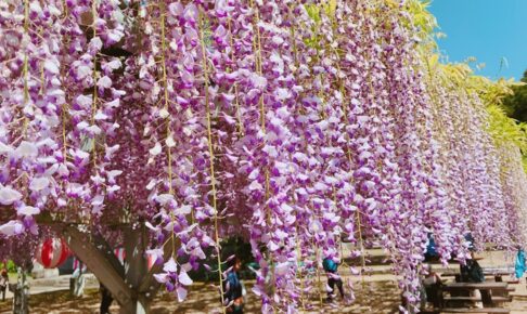 小郡市「大中臣神社の将軍藤」提灯が飾られ夜はライトアップも！樹齢660年の藤
