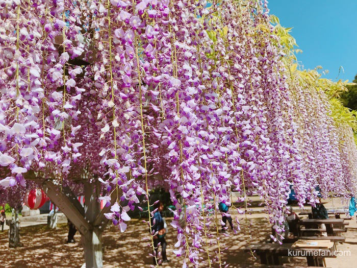 小郡市「大中臣神社の将軍藤」提灯が飾られ夜はライトアップ予定！樹齢660年の藤