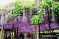 八女市 黒木の大藤が見頃！九州屈指の藤の花 花と香りに包まれる【2022年】