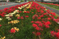 高良川の彼岸花が見頃に 色鮮やかな５万株の彼岸花！久留米市合川町