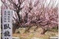 大牟田市「臥龍梅（がりゅうばい）」全長約24メートルの八重咲の紅梅【2023年】