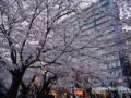 久留米市「小頭町公園」の桜が見頃！ライトアップされた夜桜も綺麗【2023年花見】