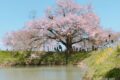 久留米市「浅井の一本桜」4月1日からライトアップ！樹齢約120年のヤマザクラ