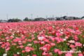 あじさかポピー祭り2023 小郡市の田園地帯にポピー約100万本が咲き誇る