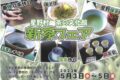 星野村 茶の文化館 「新茶フェア」茶摘み体験、釜炒り茶作り、闘茶会開催【八女市】