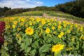 山田ひまわり園 2024年11月開園 絶景！秋のひまわり約10万本【みやき町】