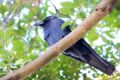 久留米市 カラスによる被害情報 カラスに襲われないよう注意