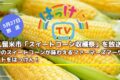 NHK 久留米市「スイートコーン収穫祭」を放送！はっけんTV【5/27】