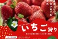 よかもんいちご いちご狩り 12月27日オープン!最大13品種の完熟いちごが120分食べ放題