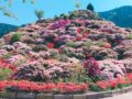 『八女市星野村シャクナゲまつり2026』星の花公園・天空の庭園