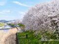 「うきは市 桜スポット2026」約2km 流川の桜並木や身延桜 大しだれ桜