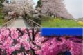 『福岡県民１万人に聞いた！思い出の“桜”総選挙』ランキングトップ10を発表！