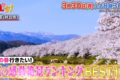 『旅のプロが選ぶ！桜の感動絶景ランキングBEST10』日本一美しい桜の名所はどこ!?Qさま