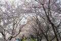 うきは市「桜名所とさくら祭りまとめ」約2キロ続く流川桜並木