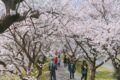 うきは市 流川桜並木と浮羽稲荷神社へ行ってきた！2kmに1000本の桜並木に圧巻！