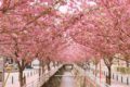 久留米市 池町川沿いの里桜が満開！里桜のアーチにうっとり！