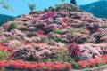 星野村 星の花公園「天空の庭園」に行ってきた！3万本のシャクナゲに魅了される！