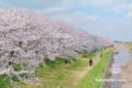 流川桜並木へ花見に行ってきた！約2キロ続く桜！うきは市の桜の名所