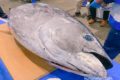 久留米市  市場祭り2019へ行ってきた！マグロの解体、新鮮な魚が美味い！