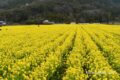 道の駅原鶴 約60万本の菜の花！黄色い絨毯のような絶景【朝倉市】